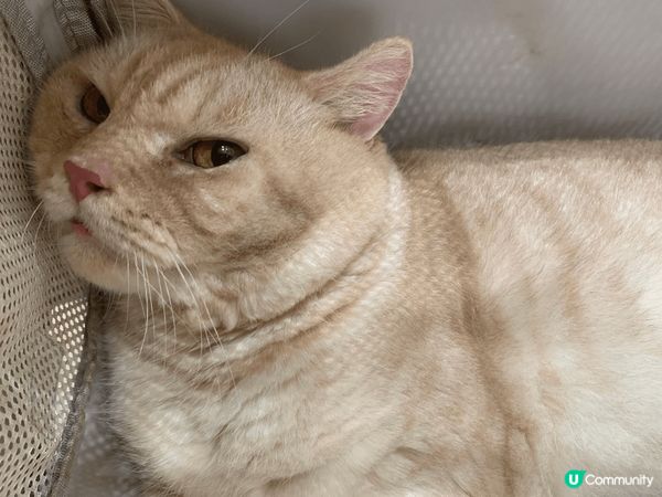 貓貓每次出街玩，都會超級開心，擺出開心同埋十分鬼馬嘅表情。