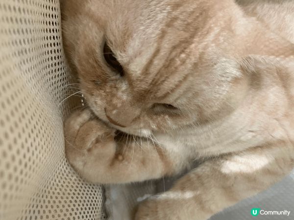 貓貓每次出街玩，都會超級開心，擺出開心同埋十分鬼馬嘅表情。