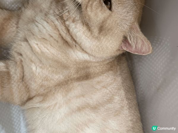 貓貓每次出街玩，都會超級開心，擺出開心同埋十分鬼馬嘅表情。