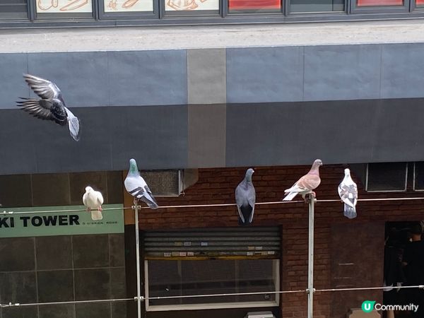 灣仔站天橋雀仔派對 🎉🐦