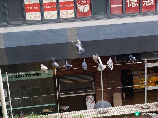 灣仔站天橋雀仔派對 🎉🐦