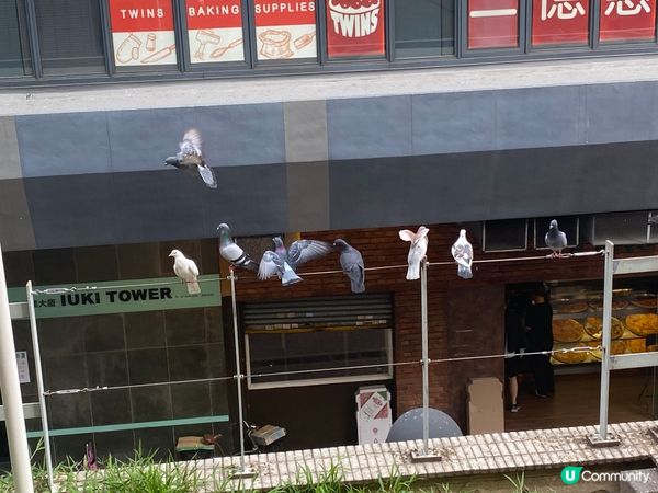 灣仔站天橋雀仔派對 🎉🐦