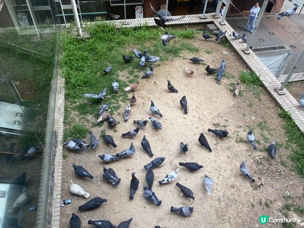 灣仔站天橋雀仔派對 🎉🐦