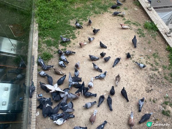 灣仔站天橋雀仔派對 🎉🐦