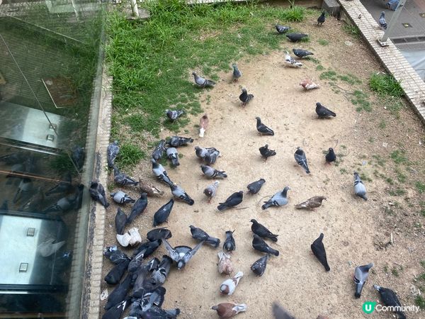 灣仔站天橋雀仔派對 🎉🐦