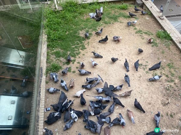 灣仔站天橋雀仔派對 🎉🐦