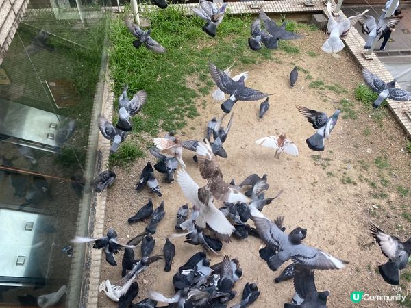 灣仔站天橋雀仔派對 🎉🐦