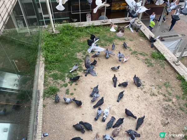 灣仔站天橋雀仔派對 🎉🐦