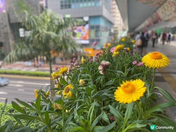 灣仔站天橋雀仔派對 🎉🐦