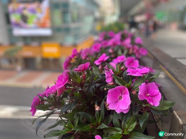 灣仔站天橋雀仔派對 🎉🐦