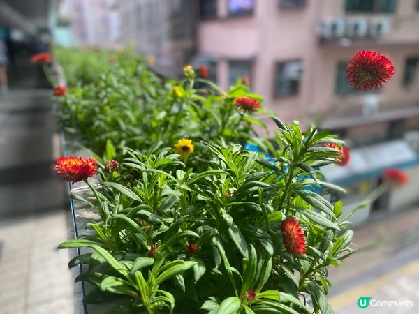 灣仔站天橋雀仔派對 🎉🐦