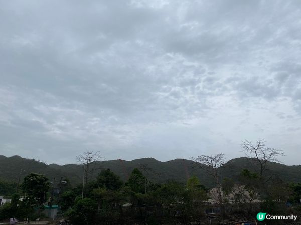 屯門公路旁，小村莊的雀鳥聲🐦🌳