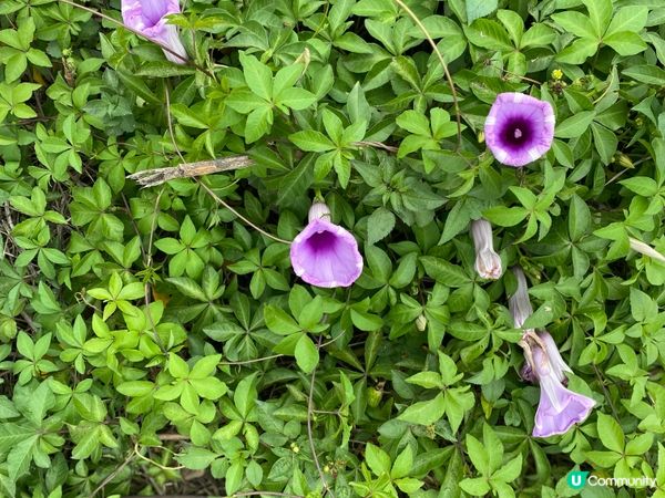 屯門公路旁，小村莊的雀鳥聲🐦🌳