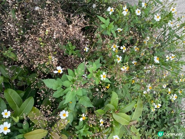 屯門公路旁，小村莊的雀鳥聲🐦🌳