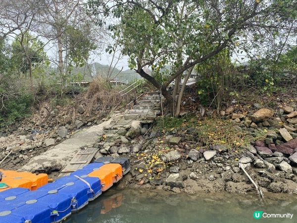 屯門公路旁，小村莊的雀鳥聲🐦🌳