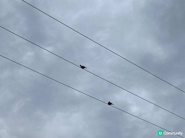 屯門公路旁，小村莊的雀鳥聲🐦🌳