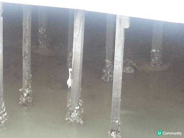 大澳郊遊 有海鮮吃及給美景觀看