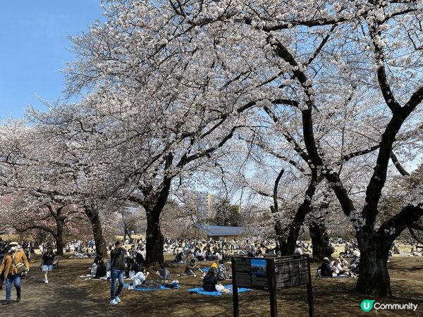 白天的日本櫻花如粉雪般綻滿枝頭，陽光下花瓣透著柔光，微風輕拂...