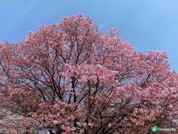 白天的日本櫻花如粉雪般綻滿枝頭，陽光下花瓣透著柔光，微風輕拂...