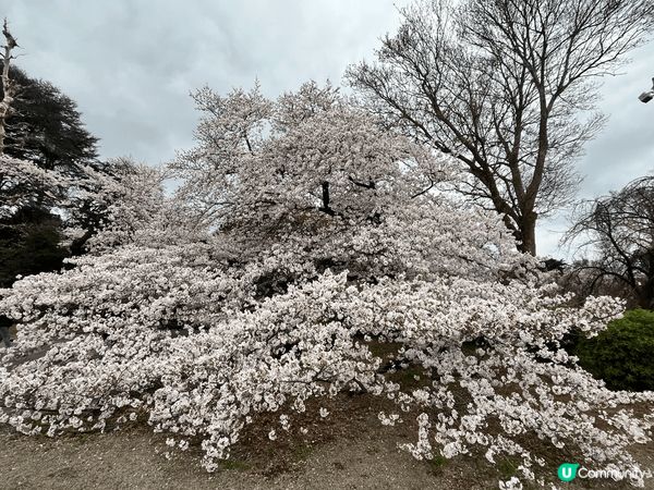 東京新宿御苑-位於東京市中心的賞櫻勝地，園內有不同品種的櫻花...