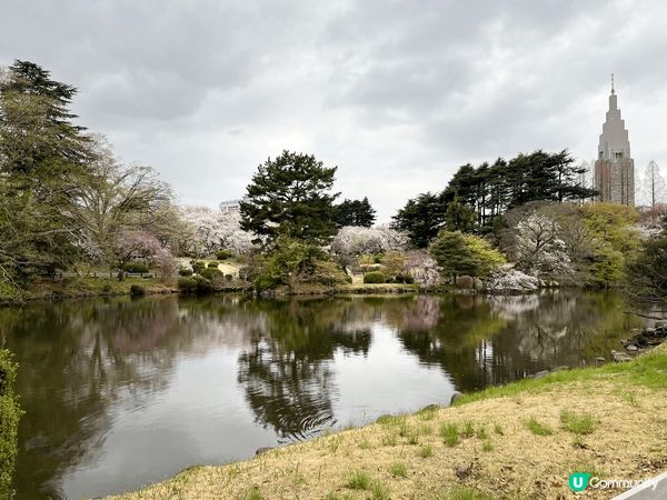 東京新宿御苑-位於東京市中心的賞櫻勝地，園內有不同品種的櫻花...
