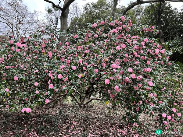 東京新宿御苑-位於東京市中心的賞櫻勝地，園內有不同品種的櫻花...