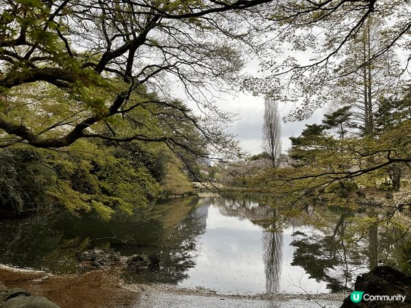 東京新宿御苑-位於東京市中心的賞櫻勝地，園內有不同品種的櫻花...