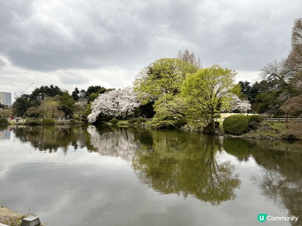 東京新宿御苑-位於東京市中心的賞櫻勝地，園內有不同品種的櫻花...