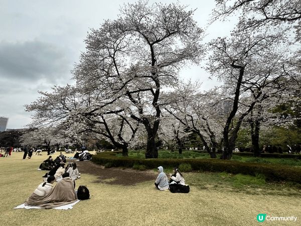 東京新宿御苑-位於東京市中心的賞櫻勝地，園內有不同品種的櫻花...