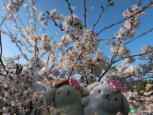 今年去左台灣阿里山國家森林遊樂區，附左有靚靚既吉野櫻花外，仲...