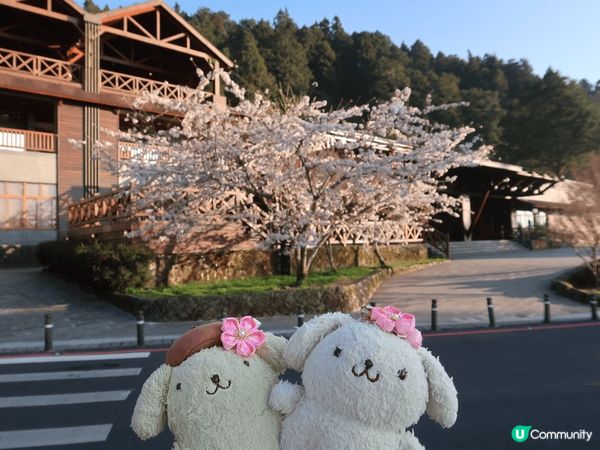 今年去左台灣阿里山國家森林遊樂區，附左有靚靚既吉野櫻花外，仲...