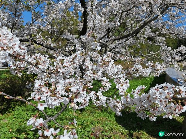 今年去左台灣阿里山國家森林遊樂區，附左有靚靚既吉野櫻花外，仲...
