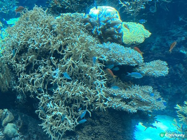 沖繩打卡熱點，美麗海水族館、水底觀光船