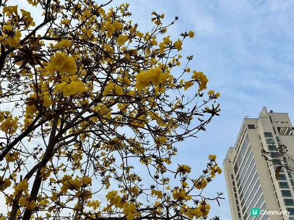 #沉醉櫻花海 一期一會 · 黃花風鈴木 係香港各地燦爛盛放。...