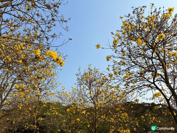 #沉醉櫻花海 一期一會 · 黃花風鈴木 係香港各地燦爛盛放。...