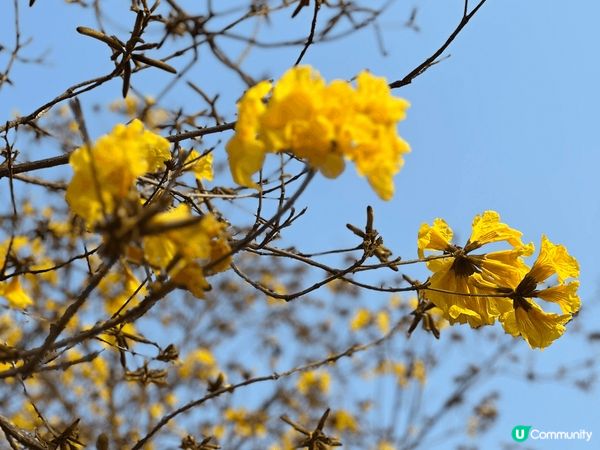 #沉醉櫻花海 一期一會 · 黃花風鈴木 係香港各地燦爛盛放。...