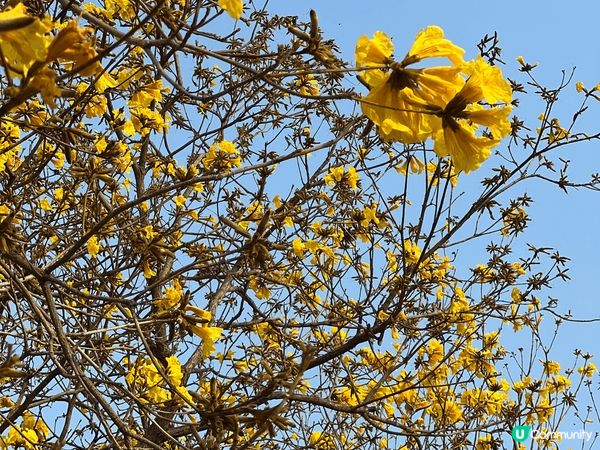 #沉醉櫻花海 一期一會 · 黃花風鈴木 係香港各地燦爛盛放。...