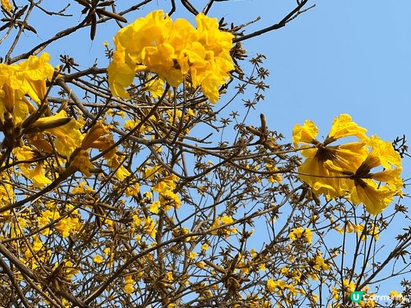 #沉醉櫻花海 一期一會 · 黃花風鈴木 係香港各地燦爛盛放。...