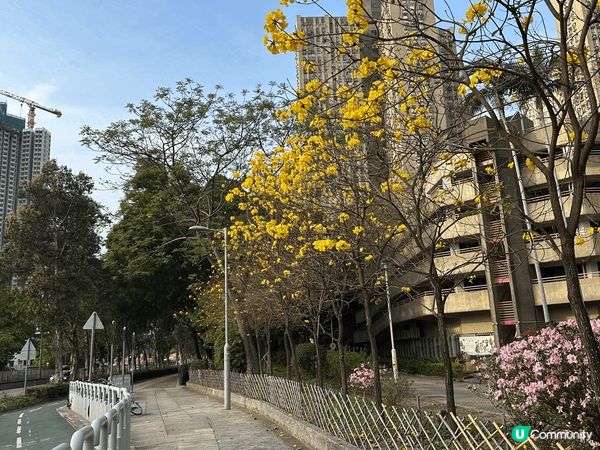 #沉醉櫻花海 閒日周圍遊今次去了大西北聚星樓及屏山燒鵝店食燒...