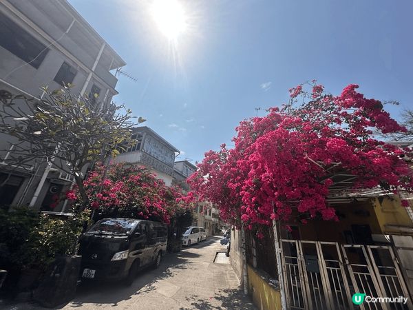 #沉醉櫻花海 閒日周圍遊今次去了大西北聚星樓及屏山燒鵝店食燒...