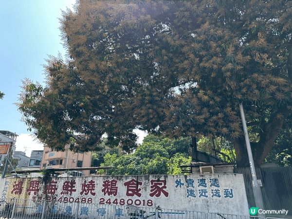 #沉醉櫻花海 閒日周圍遊今次去了大西北聚星樓及屏山燒鵝店食燒...