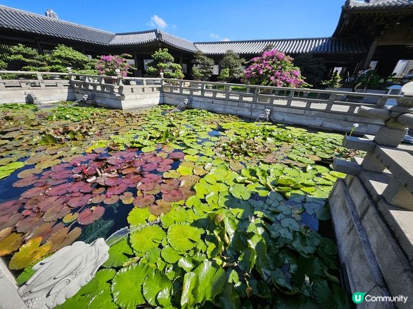鑽石山志蓮淨園，交通便利，地鐵直達，園景雅緻，唐式建築古色古...