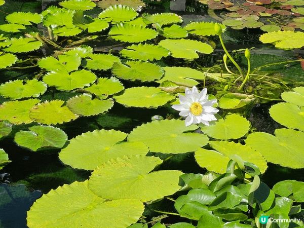 鑽石山志蓮淨園，交通便利，地鐵直達，園景雅緻，唐式建築古色古...