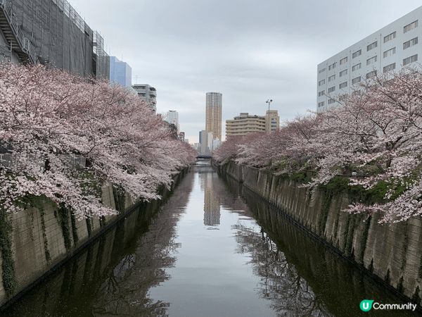 東京目黑川櫻花盛開的日與夜，尤其是夜櫻在燈光效果下美得夢幻，...