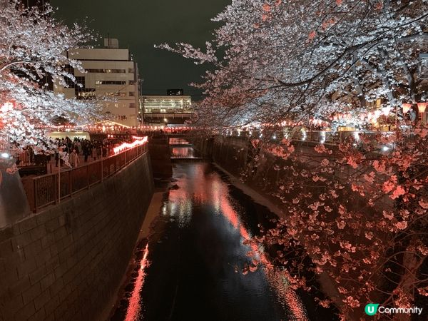 東京目黑川櫻花盛開的日與夜，尤其是夜櫻在燈光效果下美得夢幻，...