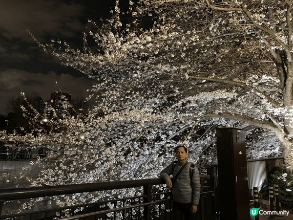 東京目黑川櫻花盛開的日與夜，尤其是夜櫻在燈光效果下美得夢幻，...