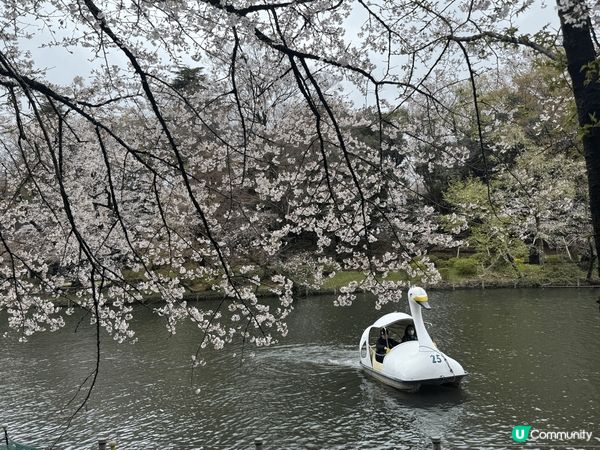 東京井之頭公園樱花大開