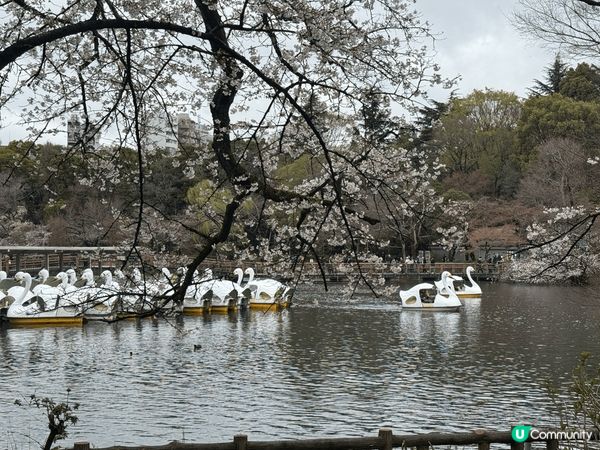 東京井之頭公園樱花大開