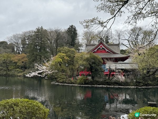東京井之頭公園樱花大開