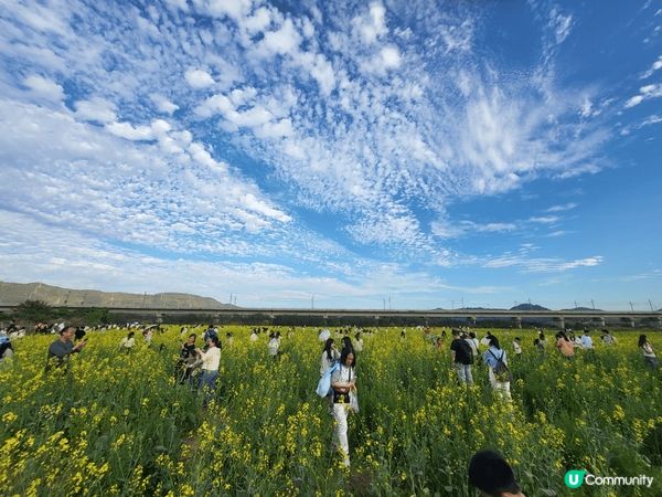 深圳光明小鎮歡樂田園沒有人擠人，滿滿的金色花海，沒有昂貴門票...
